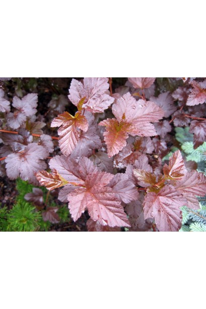 Бордове листя пухироплідника Діаболо гармонійно доповнює дизайн саду.