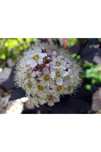 Квітучий пухироплідник Діаболо у ландшафтних композиціях