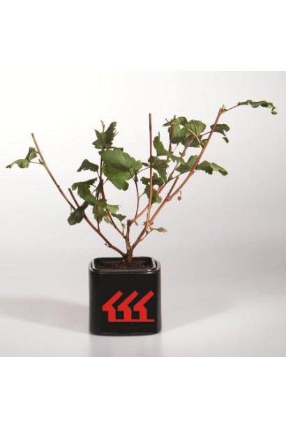 Пухироплідник калинолистий Діаболо ® | Пузыреплодник калинолистный Диаболо ® | Physocarpus opulifolius Diabоlo ®