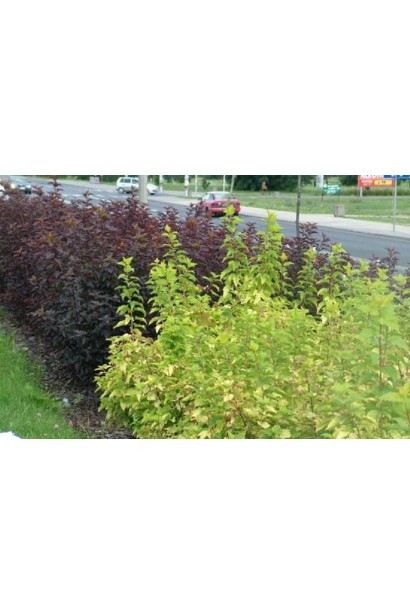 Physocarpus opulifolius Diabоlo ®