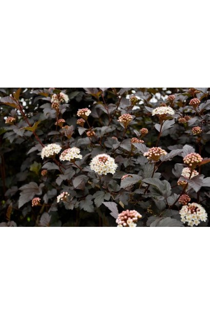 Кущ Діаболо з біло-рожевими квітами прикрашає ландшафт саду.