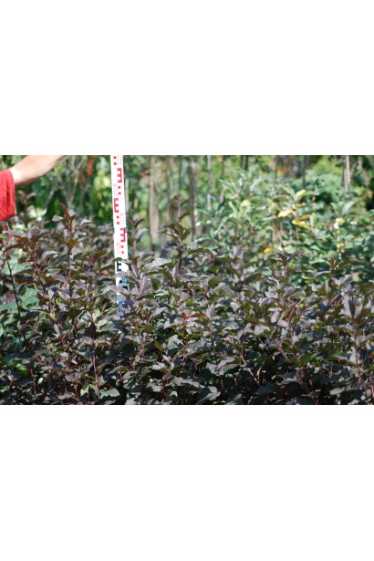 Швидкоросла рослина Пухироплідник калинолистий Діаболо ®