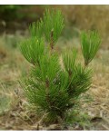 Сосна білокора | Сосна белокорая | Pinus leucodermis