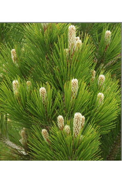 Pinus leucodermis – вічнозелена сосна з густою хвоєю.