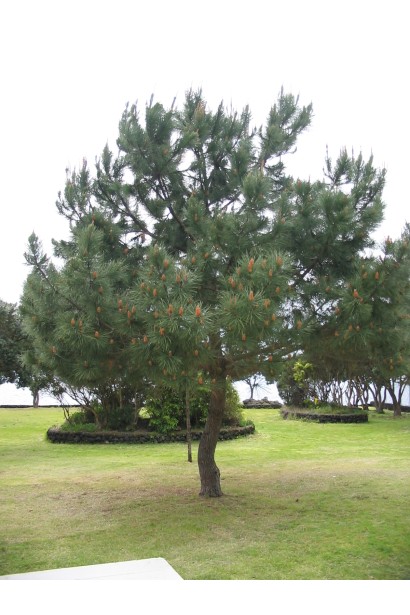 Pinus leucodermis – декоративне хвойне дерево середніх розмірів.
