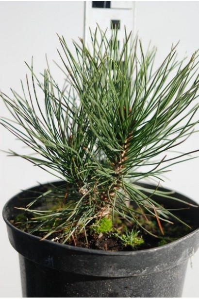 Саджанець в контейнері сосни білокорої