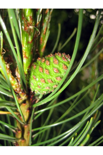 Сосна Мугус – декоративні шишки