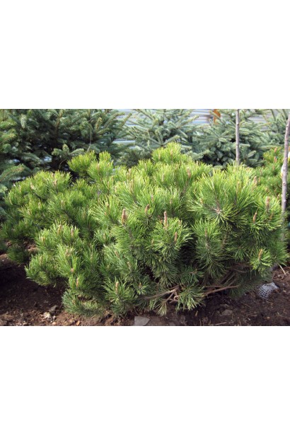 Компактна сосна Мугус з темно-зеленою хвоєю.