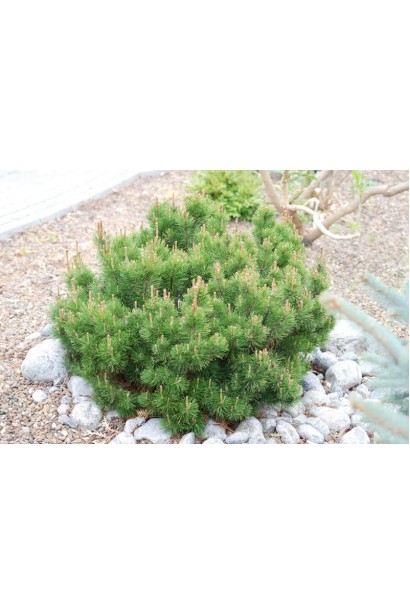 Сосна Мугус – низькоросла й густо розгалужена.