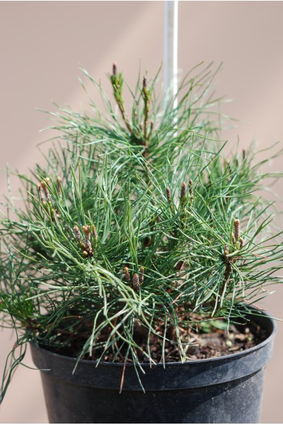 Мугус – стійка сосна для відкритих просторів.