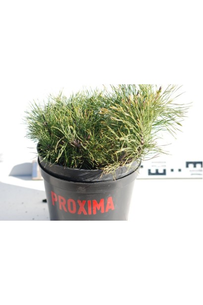 Сосна гірська Мугус