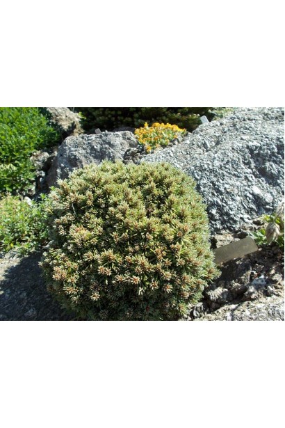 Сосна піренейська для альпійських садів.