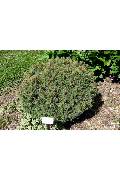 Сосна гірська піренейська для декоративних композицій.