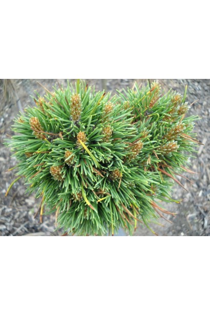 Піренейська сосна для естетики альпійських схилів.