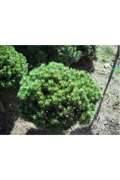 Сосна гірська піренейська в садовому центрі