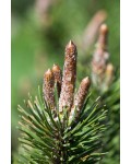 Сосна піренейська | Сосна пиренейская | Pinus uncinata