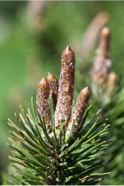 Сосна гірська піренейська хвоя