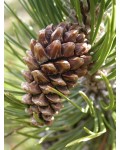 Сосна горная пиренейская | Сосна гірська піренейська | Pinus uncinata