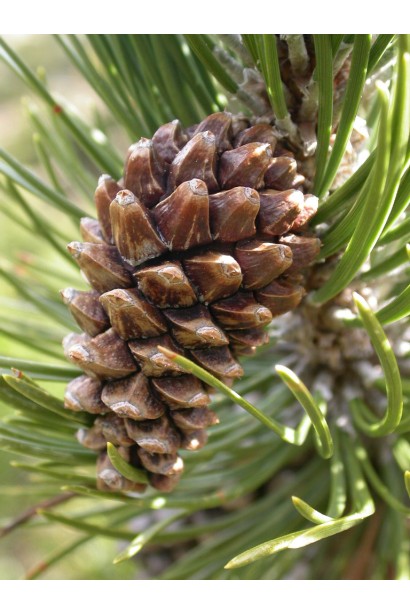Сосна гірська піренейська шишки
