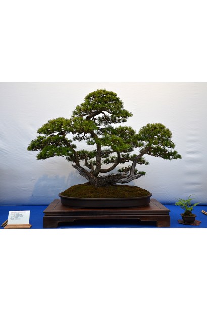 Сосна піренейська бонсай