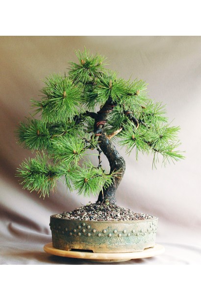 Сосна гірська піренейська бонсай