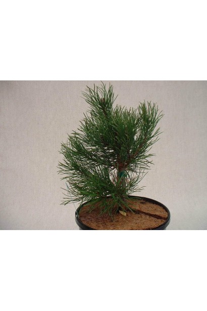 Pinus uncinata