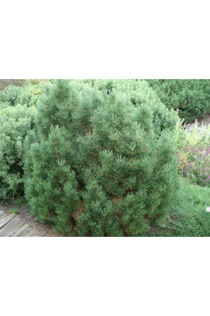 Сосна піренейська із насичено-зеленою хвоєю.