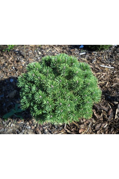 Піренейська сосна – акцент у природному ландшафті.