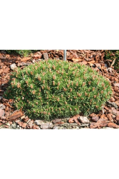 Сосна гірська піренейська