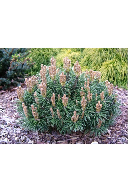 Хвойна рослина піренейська з компактною формою.