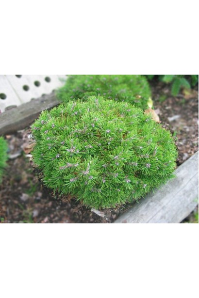 Декоративна сосна піренейська з густою хвоєю.