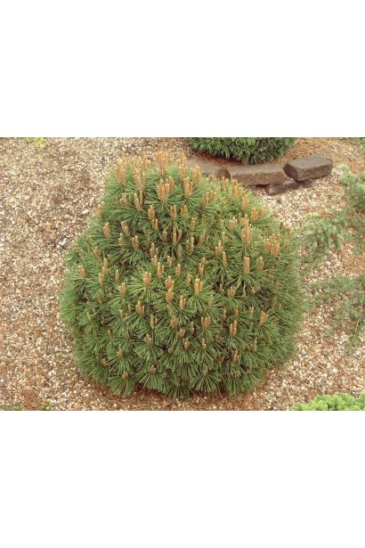 Сосна піренейська – витривала й декоративна рослина.