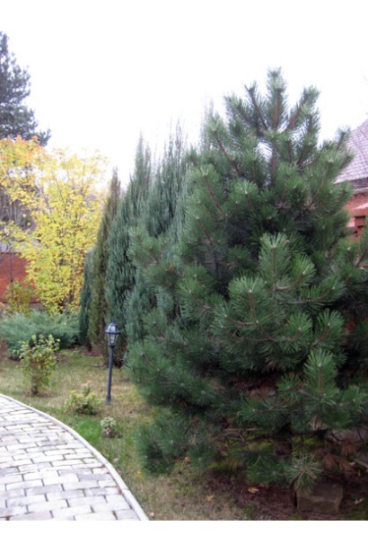 Саджанець сосни чорної для парку чи саду