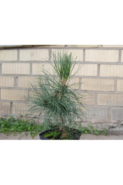 Pinus nigra / austriaca