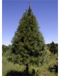 Сосна черная / австрийская | Сосна чорна / австрійська | Pinus nigra / austriaca