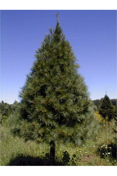 Високоросле хвойне дерево з міцною кроною.