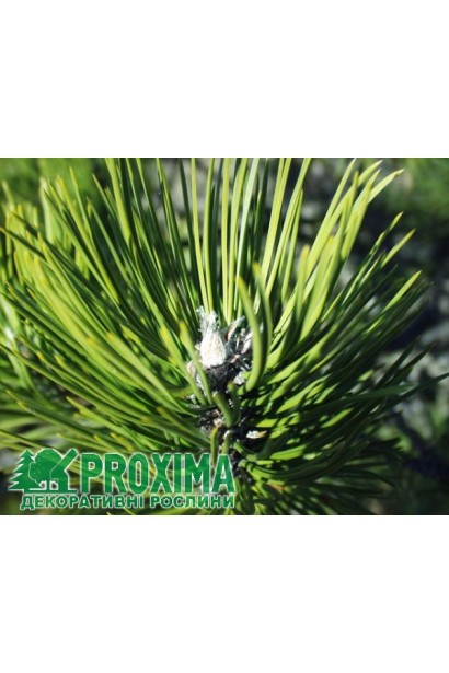 Темно-зелена хвоя сосни австрійської.