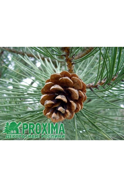 Шишки сосни чорної в крупному плані.