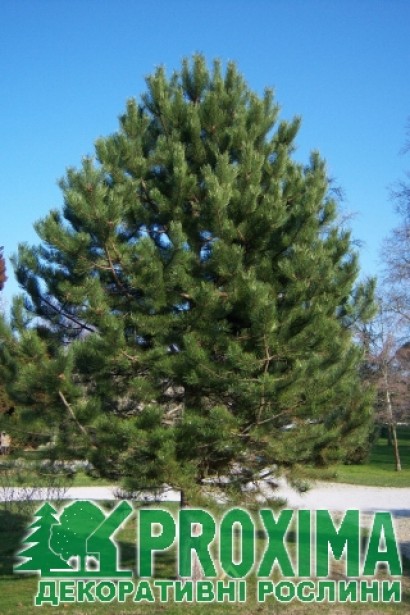 Густа темно-зелена хвоя Pinus nigra.