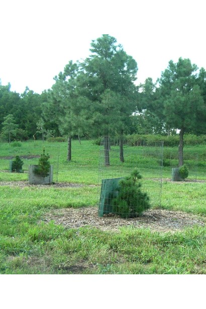 Сосна румелійська/балканська в парку