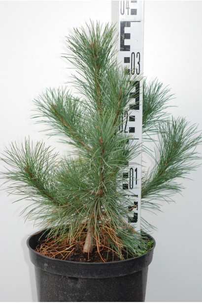 Сосна румелійська/македонська 3л/40см/Ø30-35см