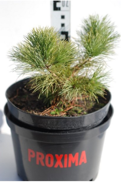 Сосна румелійська/македонська/балканська