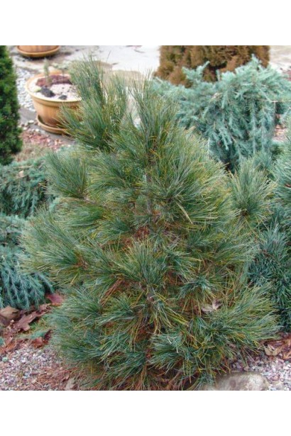 Сосна румелійська з м’якою сріблястою хвоєю.