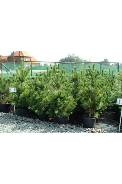 Сосна румелійська/македонська/балканська