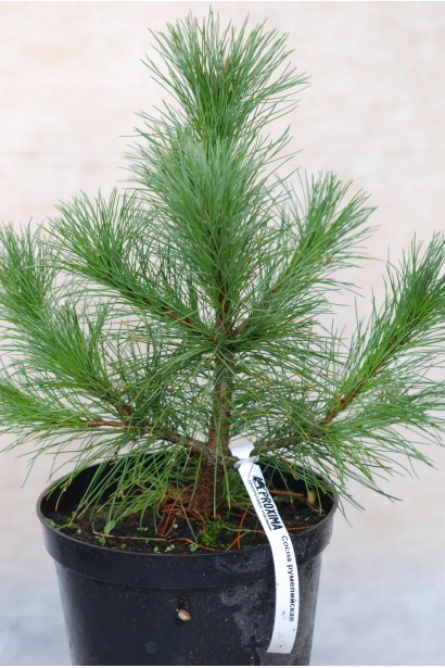 Pinus peuce — декоративна рослина для ландшафтів.