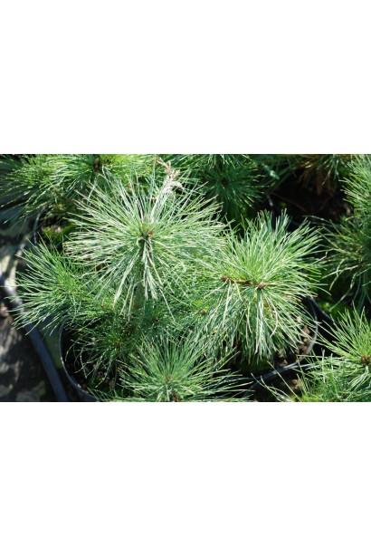 Хвойник із декоративними довгими хвоїнками