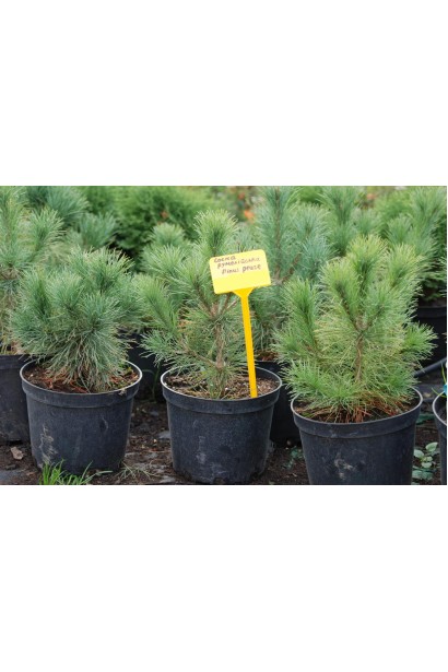 Довговічна балканська сосна для садового дизайну.