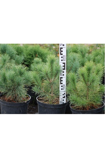 Саджанець сосни румелійська в контейнері