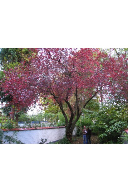 Prunus cerasifera Nigra – декоративна слива з пурпуровими листками