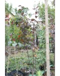 Слива розчепірена Нігра | Слива растопыренная Нигра | Prunus cerasifera Nigra
